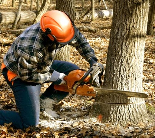 Tree Removal in Aulander, NC